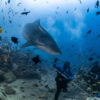 Swimming with sharks - Scuba-diving off Beqa Lagoon Resort