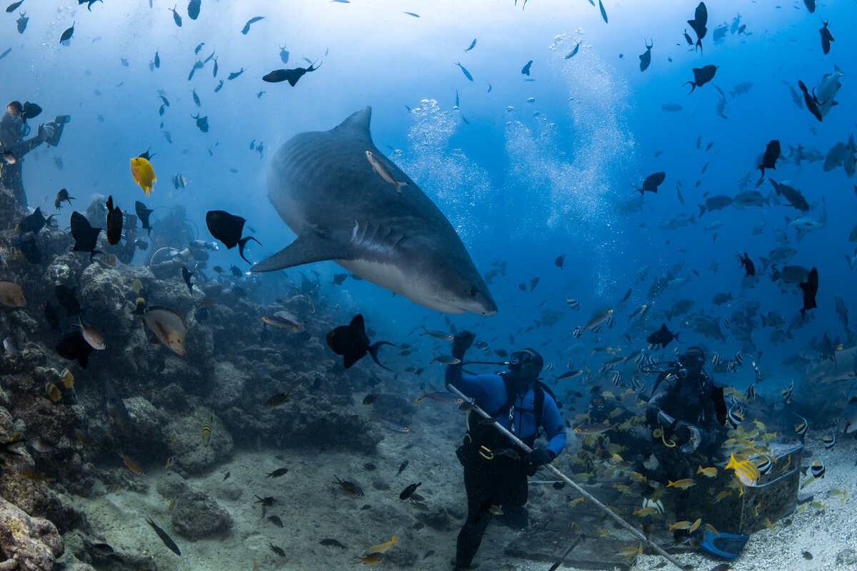 Swimming with sharks - Scuba-diving off Beqa Lagoon Resort